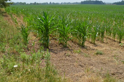 Property photo 8 - 51.5 Acres Offered in 5 tracts, 2 Farm Sites